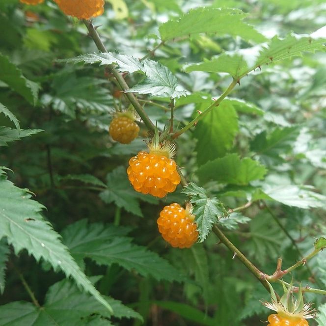 【数量限定】天然 紅葉イチゴのフルーツリキュール「妙（たえ）」200ml ≪お酒 洋酒 フルーツ系 ギフト ベリー 果実酒 野いちご クラフトリキュール≫