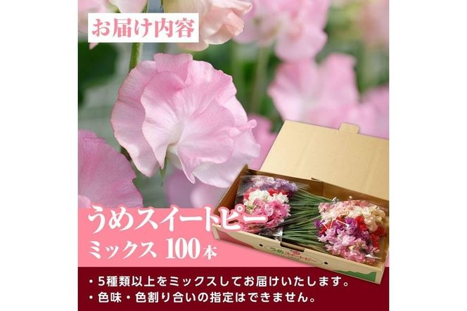 ＜農家直送＞スイートピー ミックス (100本) 期間限定 花 切り花 生花 九州産 国産 大分県 佐伯市 宇目 清幸農園【BZ64】【清幸農園(有)】