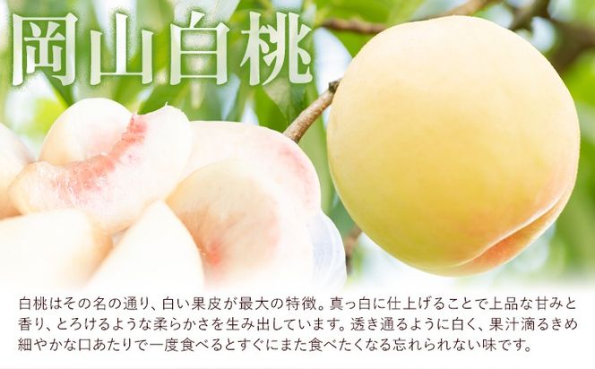 【2026年先行予約】岡山白桃 5玉 (1.5kg以上) 等級ロイヤル 化粧箱入り 株式会社山博 (中本青果)《2026年7月上旬-8月中旬頃出荷》岡山県 笠岡市 桃 もも フルーツ 旬 果物 国産 岡山県産 送料無料 冷蔵 化粧箱【配送不可地域あり】---Y-24a---