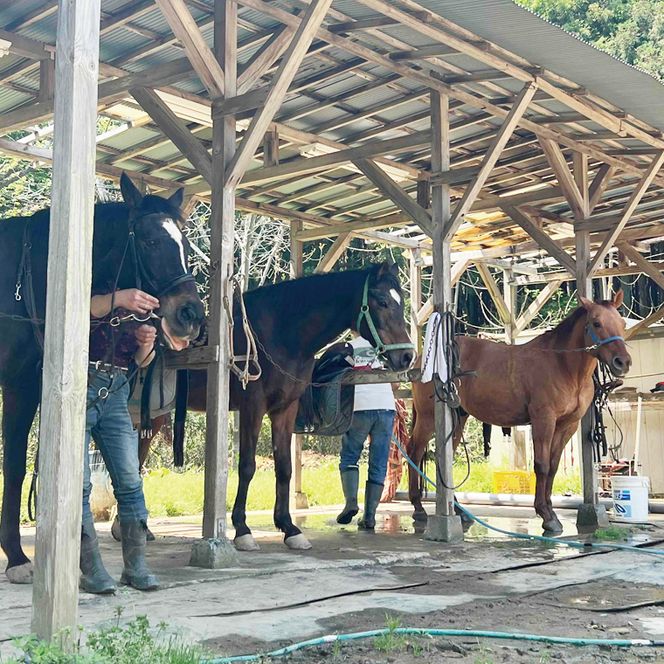Shiina Riding Club　乗馬体験30分【茨城県 北茨城市 アクティビティ おでかけ レンタル 体験 チケット 馬】（DA001）