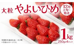 やよいひめ 大粒 250g（8～12粒）×4パック【2026年12月上旬発送開始】(茨城県共通返礼品：大子町) いちご 苺 果物 フルーツ 果実
