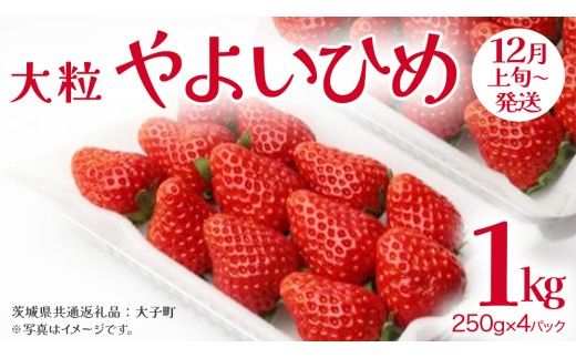 やよいひめ 大粒 250g（8～12粒）×4パック【2026年12月上旬発送開始】(茨城県共通返礼品：大子町) いちご 苺 果物 フルーツ 果実