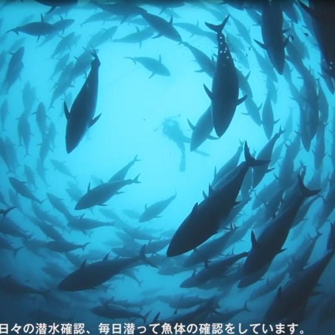 本マグロ（養殖）トロ＆赤身セット　500g［KS12］ 303446_BA1002