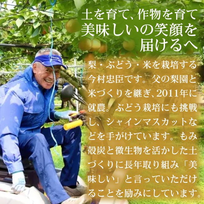 【巨峰系の濃厚さ】熊本県産ピオーネ｜食べ応え抜群の大粒ぶどう 2～5房(約2kg) 1箱 ピオーネ ぶどう フルーツ 高級 大粒 甘い ギフト 濃厚  贈答用 家庭用 お取り寄せ 熊本県