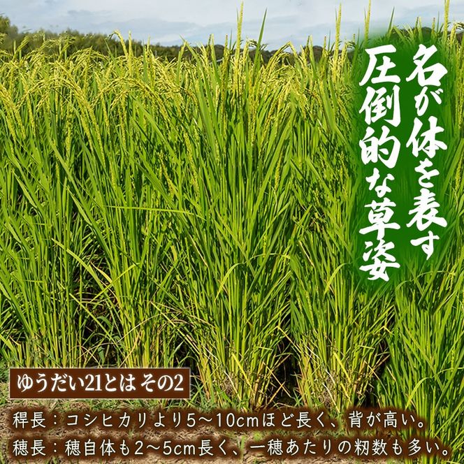 令和8年度産 玄米 ゆうだい21 大貫米 15kg お米 ごはん 兵庫県産