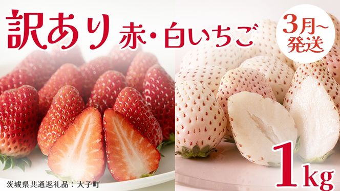 訳あり 紅白いちご 1kg【2026年3月発送開始】(茨城県共通返礼品：大子町) 苺 果物 フルーツ 果実 ご家庭用 
