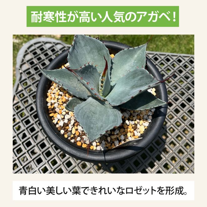 アガベ　パリー・トランカータ 6号鉢 鹿嶋市産 実生（KCP-29-b）
