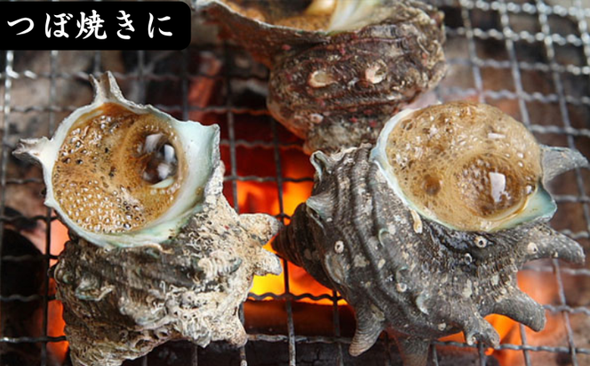 サザエ　約1ｋｇ（8個～15個）日本海の新鮮なサザエをお届けします！ 冷蔵便 サザエ 栄螺 貝 海鮮 BBQ さざえご飯 壺焼き 刺身 バーベキュー　大きさ不揃い 訳あり 海鮮 夏休み BBQ バーベキュー キャンプ お盆 海 大人気 国産