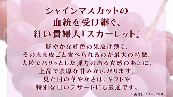 スカーレット 5kg 【2026年7月上旬発送開始】(茨城県共通返礼品：大子町) スカーレット ぶどう ブドウ 葡萄 皮ごと 希少種 フルーツ 赤い シャインマスカット 血統 贈答用 旬果 