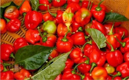 糸島 醗酵 ハバネロ （ 小 ・ 50g ） 《糸島》 【内場農園】 【いとしまごころ】 [AUC001] ハバネロ 唐辛子 とうがらし トウガラシ 辛い ペースト 無添加 調味料