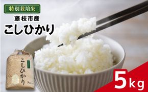 米 こしひかり 5kg 農家直送 特別栽培米 精米 コシヒカリ 令和7年度産 お米 新生活 贈り物 人気米 ご飯 白米 コメ 贈答 静岡県 藤枝市