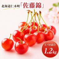 2027年発送 北海道 仁木町産 さくらんぼ 佐藤錦 1.2kg (300g×4パック) L-Mサイズ 混合  旬 桜桃 産地直送 サクランボ チェリー フルーツ 果物 果物類 仁木町 仁木 [松山商店]