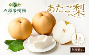 梨 2026年 先行予約 あたご梨 1玉 (約1.2kg) 化粧箱 【11月下旬～12月中旬頃発送】 ナシ なし 岡山県産 国産 フルーツ 果物 ギフト 石原果樹園