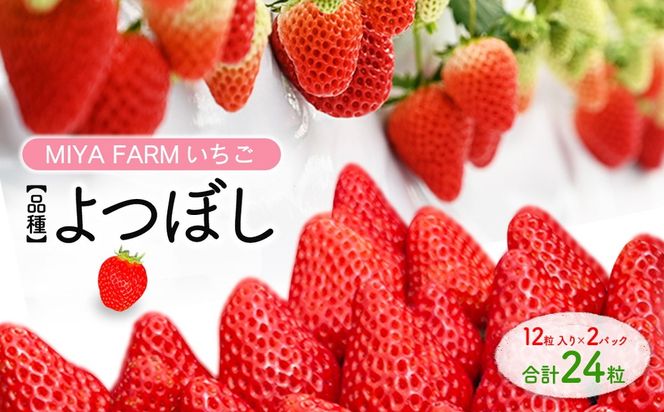 【先行予約】MIYAFARM いちご（品種：よつぼし）12粒入り×2パック 合計 24粒 ※北海道・沖縄・離島への配送不可 ※2027年1月中旬～5月下旬頃に順次発送予定