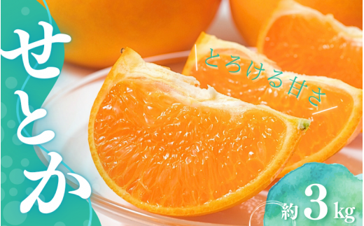 【先行予約】Lから3Lのサイズ混合 橋本農園のせとか 3kg 【2026年3月上旬から3月下旬に順次発送】 / せとか 露地 L 2L 3L みかん 蜜柑 柑橘 フルーツ 果物 くだもの 先行予約【mht011A】