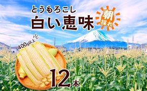 ＜2026年発送先行予約＞とうもろこし 白い恵味 ホワイト 400g以上×12本 高糖度 トウモロコシ スイートコーン 玉蜀黍 コーン 白 夏野菜 ジューシー 野菜 おやつ 甘い 旬 産地直送 送料無料 湖南野菜出荷組合 山梨県 富士河口湖町 FEM008