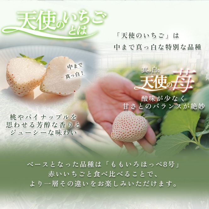 【先行予約】天使のいちご 紅白セット 苺 約400g いちご 詰め合わせ セット 岐阜県 海津市