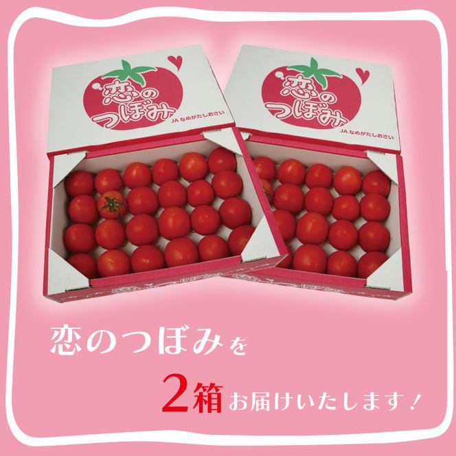 ★数量限定★JA　恋のつぼみ(フルーツトマト2箱)｜トマト フルーツトマト 恋のつぼみ 先行予約 数量限定 野菜 茨城県 行方市(AE-6)