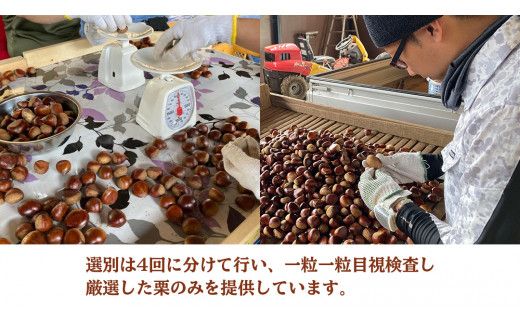 石岡 鶴沼 の 生栗 約3kg (石岡市 共通返礼品) 栗 くり クリ マロン 栗ごはん 栗ご飯 贈答 ギフト 秋の味覚 果物 フルーツ 数量限定 旬 秋 冬 正月 国産 秋 旬 旬の栗 お菓子作り 冷凍保存 先行予約