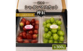 【期間限定】いずもぶどう訳ありシャインマスカット＆神紅（粒っこ詰め合わせ） 322032_CG023