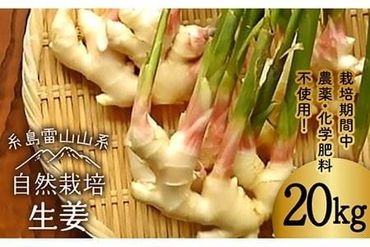 【先行予約】糸島産 生姜 20kg 自然栽培 【2024年10月以降順次発送】糸島市 / 大石ファーム [ATE013]