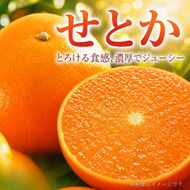 紀州有田産せとか約2.5kg　とろける食感！ジューシー柑橘［2027年2月上旬～2月下旬頃に順次発送］［先行予約］［UT02］ 303446_XF91017
