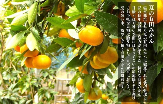 【お中元】ハウスみかん 温室栽培 夏の有田みかん 約1kg 秀品 S・M・Lサイズのいずれか 和歌山県 産地直送 みかんの会 【7月上旬～8月上旬に順次発送】 AX154-02