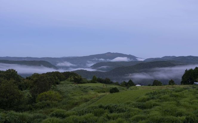 岡山県産 ダイヤモンド型の箱に入ったぶどう 厳選3種 約1kg 葡萄 ブドウ 岡山県産 オーロラブラック マイハート ニューピオーネ クイーンニーナ シャインマスカット 数量限定