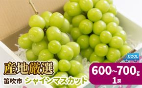 ＜25年発送先行予約＞産地厳選シャインマスカット600g～700g（1房） ※沖縄・離島配送不可※ 106-021