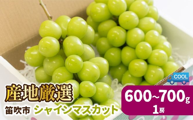 ＜25年発送先行予約＞産地厳選シャインマスカット600g～700g（1房） ※沖縄・離島配送不可※ 106-021