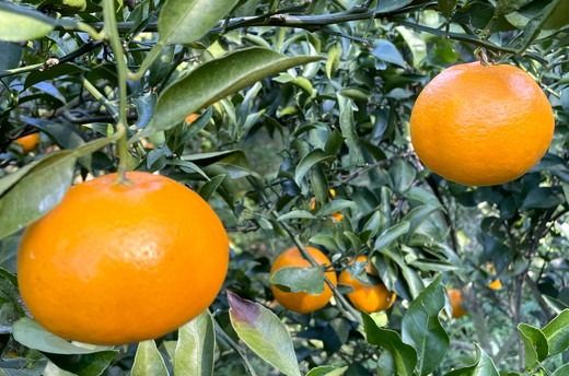 【先行予約】Saito Orange Farmのはるみ5kg ｜ 柑橘 みかん ミカン フルーツ 果物 愛媛　※離島への配送不可　※2025年2月中旬頃より順次発送予定