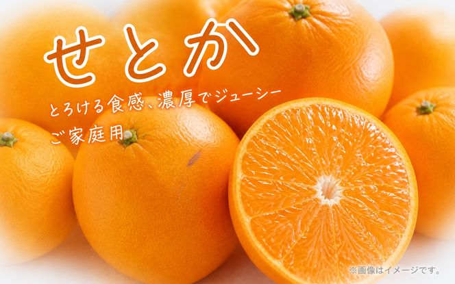 【ご家庭用訳あり】ジューシー柑橘 せとか 約3kg【先行予約】※2027年2月下旬頃〜2027年3月中旬頃発送予定（お届け日指定不可） せとか みかん ミカン 柑橘 フルーツ 果物 くだもの【uot834A】