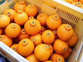 ZE6104n_有田の不知火(しらぬひ）【化粧箱】 12玉（Mサイズ）まごころ手選別