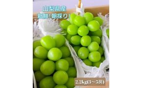 【2026年発送★先行予約】 産地厳選シャインマスカット2.2㎏～2.5kg（3房～5房） 106-014-26y
