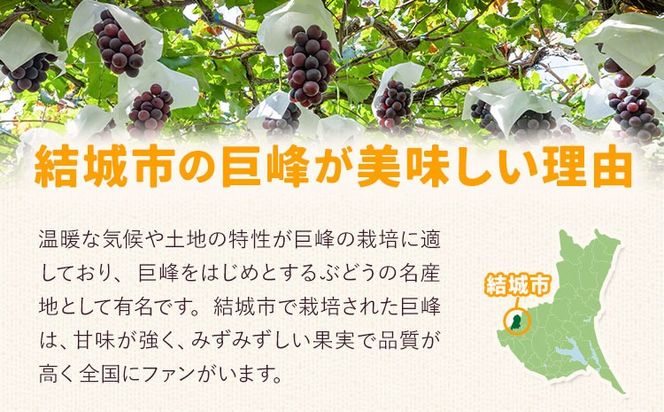 【先行予約】農園直送 温室巨峰 選べる 内容量 1.5kg 2kg 阿部ぶどう園 果物類 ぶどう 巨峰 フルーツ 果物 温室巨峰 《7月中旬-8月末頃出荷》【配送不可地域あり】---yuki_abb_1_1500g---