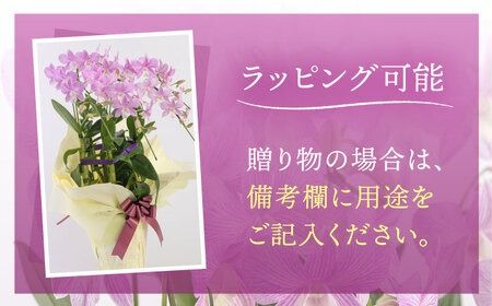 【 30セット 限定 】 デンファレ （ 洋蘭 ） 3本 立ち  《糸島》【和饗エコファーム株式会社】蘭 洋蘭 デンファレ 花 インテリア お祝い 贈り物 [AVI004]