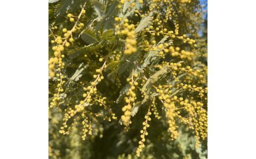 ミモザのブーケ 10本セット ※2026年3月中旬～4月中旬頃に順次発送予定 ※離島への配送不可