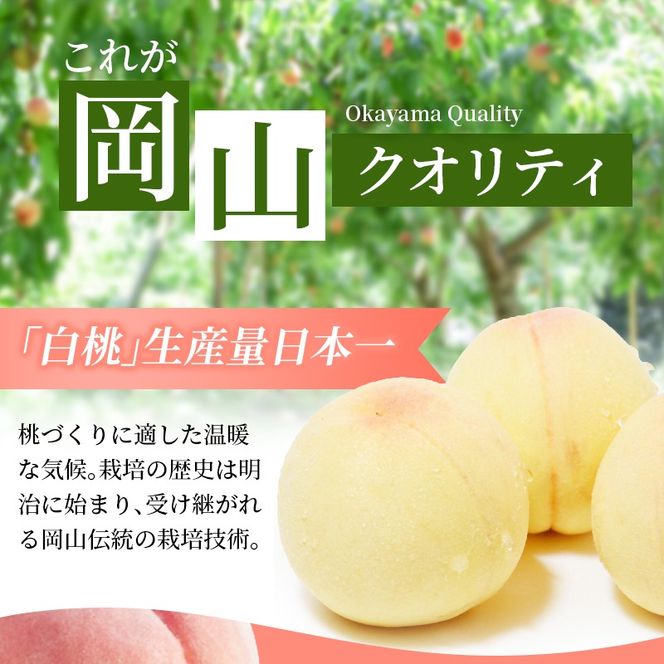 【2026年先行予約】 岡山県産 白皇 2kg 化粧箱入り・贈答用 高級 白桃 はくおう 花田青果【8月中旬～9月初旬まで順次発送予定】/ 桃 もも モモ 果物フルーツ 贈答品 贈り物 岡山県【hnds005】