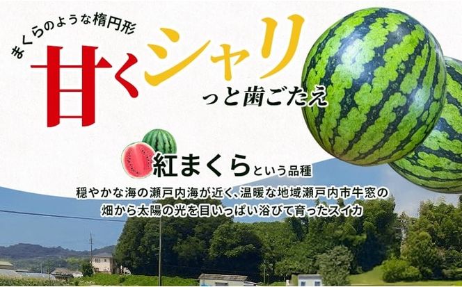 こはく農園 瀬戸内市牛窓産 赤いスイカ【紅まくら品種使用】1玉(約7～9kg) スイカ 西瓜 フルーツ 国産 岡山 瀬戸内市 [№5735-3535]