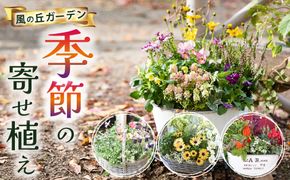 【10月頃から発送・お手軽ガーデニング】季節の寄せ植え（風の丘ガーデン） ギフト寄せ植え 贈答用寄せ植え 母の日 誕生日 記念