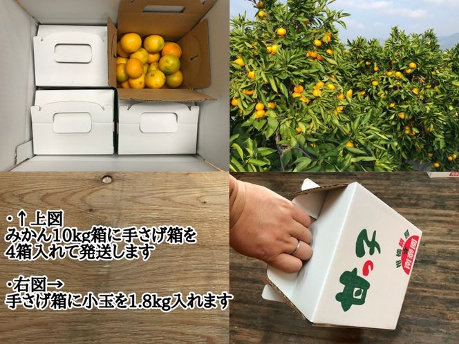 【極早生・有田みかん】小玉ちゃん 約7.2kg (約1.8kg×4箱) (等級混合・2S～4Sサイズ混合)_ZF6016n