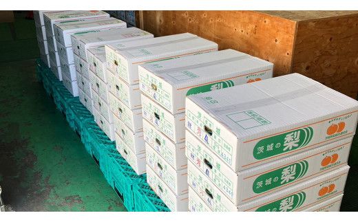 【 2026年8月上旬発送開始 】 茨城県産 梨 幸水 （約 5kg ） 10～14玉  梨 なし 和梨 日本梨 果物 フルーツ 新鮮 旬 期間限定 国産 先行予約[CL001us]