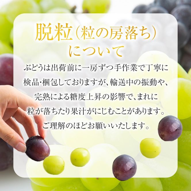 【2・8・9・12月 全4回】紀州産 巨峰とフルーツ定期便（巨峰・梨・みかん・不知火） 【魚鶴】AN041