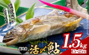 【2026年5月以降発送】延岡どれ鮎（冷凍）1.5kg N017-YA6615