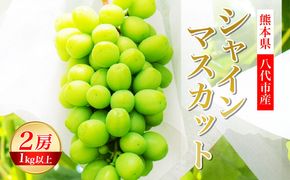 【先行予約】熊本県 八代市産 シャインマスカット 2房 1.0kg以上 ぶどう フルーツ マスカット 旬 青果物 果物 新鮮 ギフト 贈り物【2026年8月上旬より順次発送】