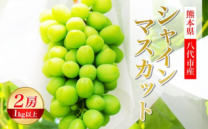 yF{szys\zF{ sY VC}XJbg 2[ 1.0kgȏ Ԃǂ t[c }XJbg { ʕ ʕ VN Mtg 蕨y2026N8{菇z