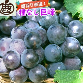 ［先行予約］巨峰 約2kg［朝採り］［葡萄・ぶどう］［種なしブドウ］［フルーツ・果物］［2026年8月下旬頃から順次発送］CZ176