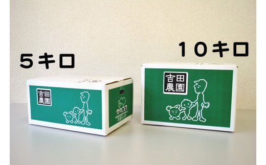 数量限定 先行予約 訳あり 河内晩柑 10kg 12000円 みかん わけあり かわちばんかん 愛南ゴールド あいなん ゴールド 夏 文旦 和製 グレープフルーツ 家庭用 産地直送 国産 農家直送 期間限定 数量限定 ビタミン 健康 おいしい 特産品 ゼリー ジュース アイス 等に 人気 限定 さわやか 甘い フルーツ 果物 柑橘 mikan 蜜柑 ミカン 規格外 吉田農園 愛南町 愛媛県