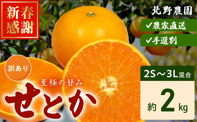 DZ6230_ご家庭用 せとか 和歌山 有田 2S～3Lサイズ 大きさお任せ 約2kg