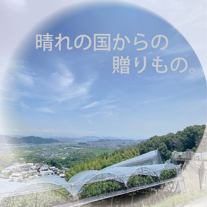 [HS]【定期便全2回】ぶどう先行予約9月・10月発送シャインマスカット晴王2kg箱（3～5房）ブドウ 葡萄  岡山県産 国産 フルーツ 果物 ギフト デザート 食後 酸味が少ない 産地直送
